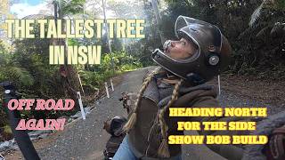SYDNEY TO TAREE - NSW TALLEST TREE - THE START OF THE SIDE SHOW BOB ADVENTURE AND BUILD