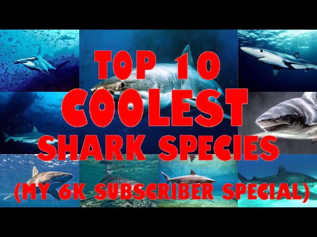 A Deep Dive into the 25 Types of Sharks (Names, Chart and Pictures