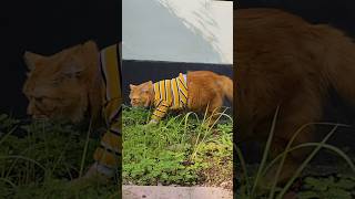 Suara Kucing Memanggil Temannya