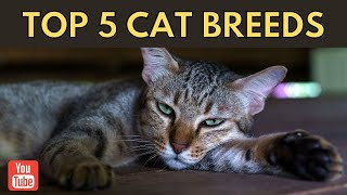 5 Best Cat Breeds for First Time Owners