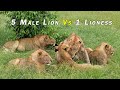 5 Male Lions Vs 1 Lioness