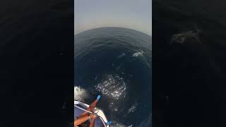 Girl On Boat Enjoys Watching Dolphins In The Ocean