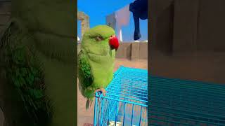 mithu tera video ban raha hai #parrot #talkingparot #birdsong #birds #birdsoftheworld #tikuparrot