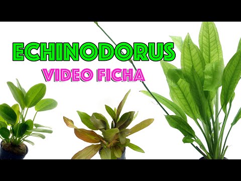 Video: Echinodorus Uruguay: descripción foto, mantenimiento y cuidados en el acuario