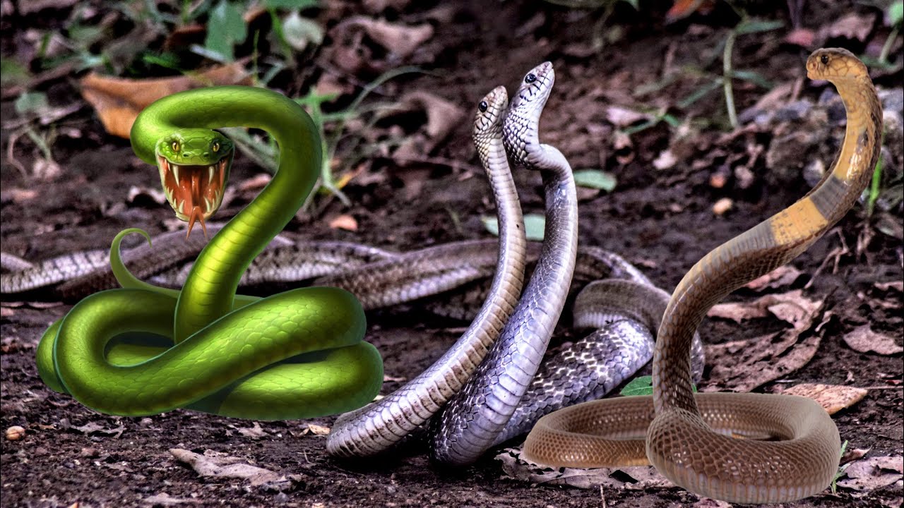 Snakes at HouTx Zoo footage - Expert Review