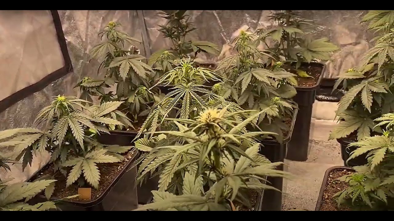 Nº5 Seguimiento Red Line Automix BSF