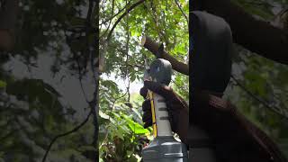 🌼Shears that adapt to YOUR garden.#prunarbo#nature #tools #gardeningequipment#pruning #gardeningtool