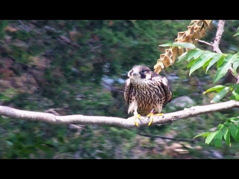 Great Spirit Bluff Falcon Cam ~ Burr-D Returns For A Visit 8.16.17 - 동영상