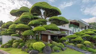 Essential Plants for an Authentic Japanese Garden - YouTube