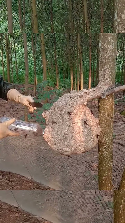 Harvesting Bumblebees at the end of the season 😂🥰 | Tropical Forest Bees #honest Bee #bee