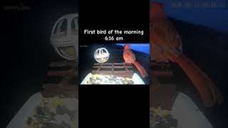 First bird #birdfeeder #birds #feedercam #birdsounds