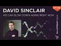 We Can Slow Down Aging Right Now – David Sinclair, Ph.D. – #626