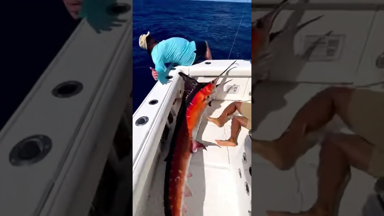 “It’s On the Deck!” Giant Marlin Thrashes Wild 🐟