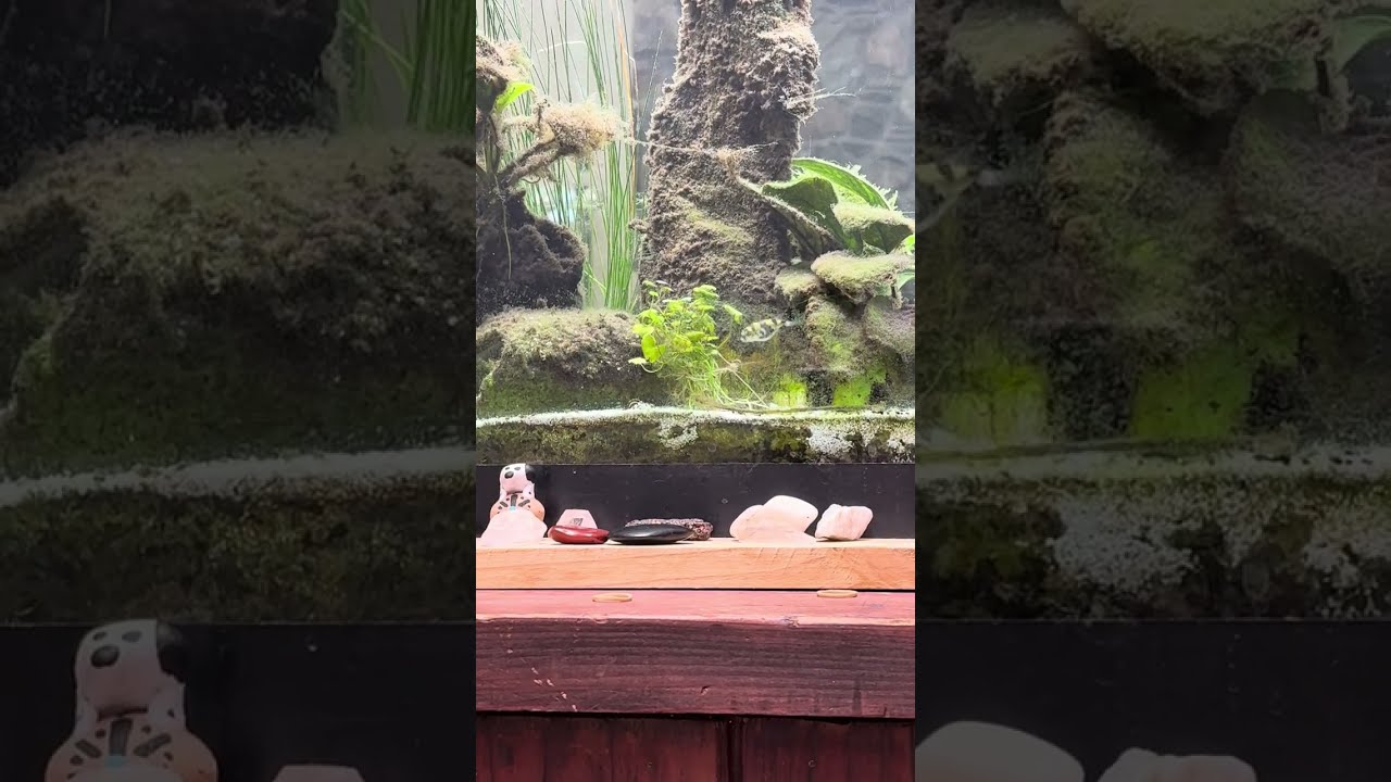 Amazon Puffer Eats Ghost Shrimp — 55-Gallon Community Fish Tank and Chill