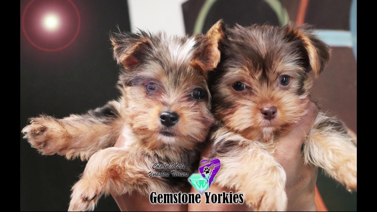 yorkie merle