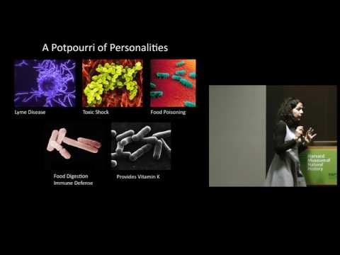 Tiny Conspiracies: Cell-to-Cell Communication in Bacteria on YouTube