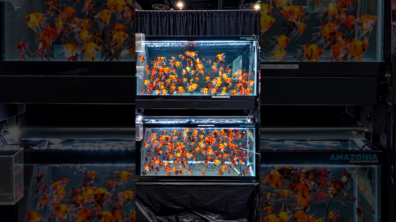 Aquashella Chicago 2026 Tour!