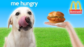 Labrador Reviews McDonald's Chicken Sandwich!!