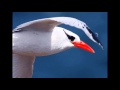 Capture de la vidéo Le Mariage Z'oiseaux - Biguine - Alphonso Et Son Orchestre Typique Antillais (1954 ?)