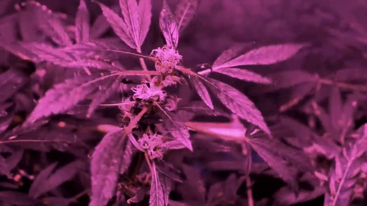 King Plus 800W Led light