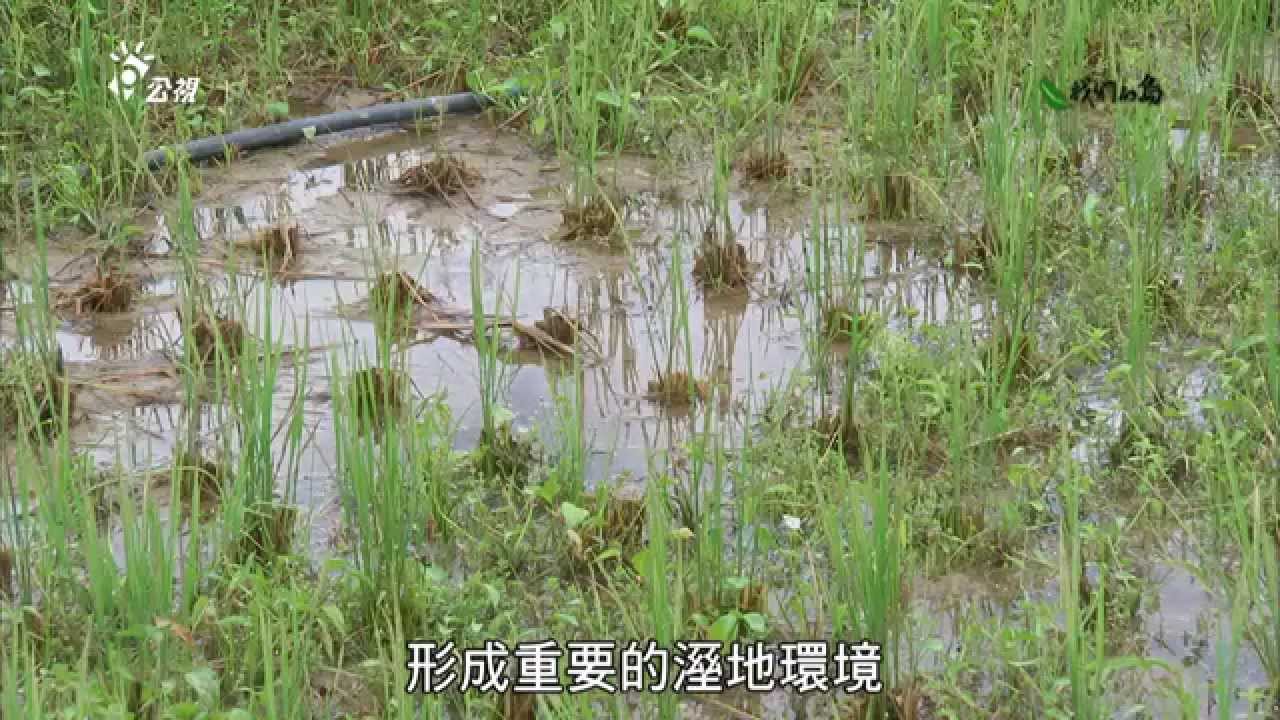 【動物生態】蜻蜓不見了｜蜻蜓消失的原因 (我們的島 第780集 2014-10-27)