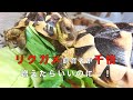 【Vlog】このリクガメの可愛い食事姿を見て、皆リクガメ飼い始めたらいいのに