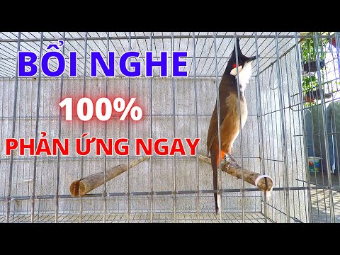 Video Tiếng chào mào hót đấu kích bổi bén lửa!..Luyện chào... - youtube