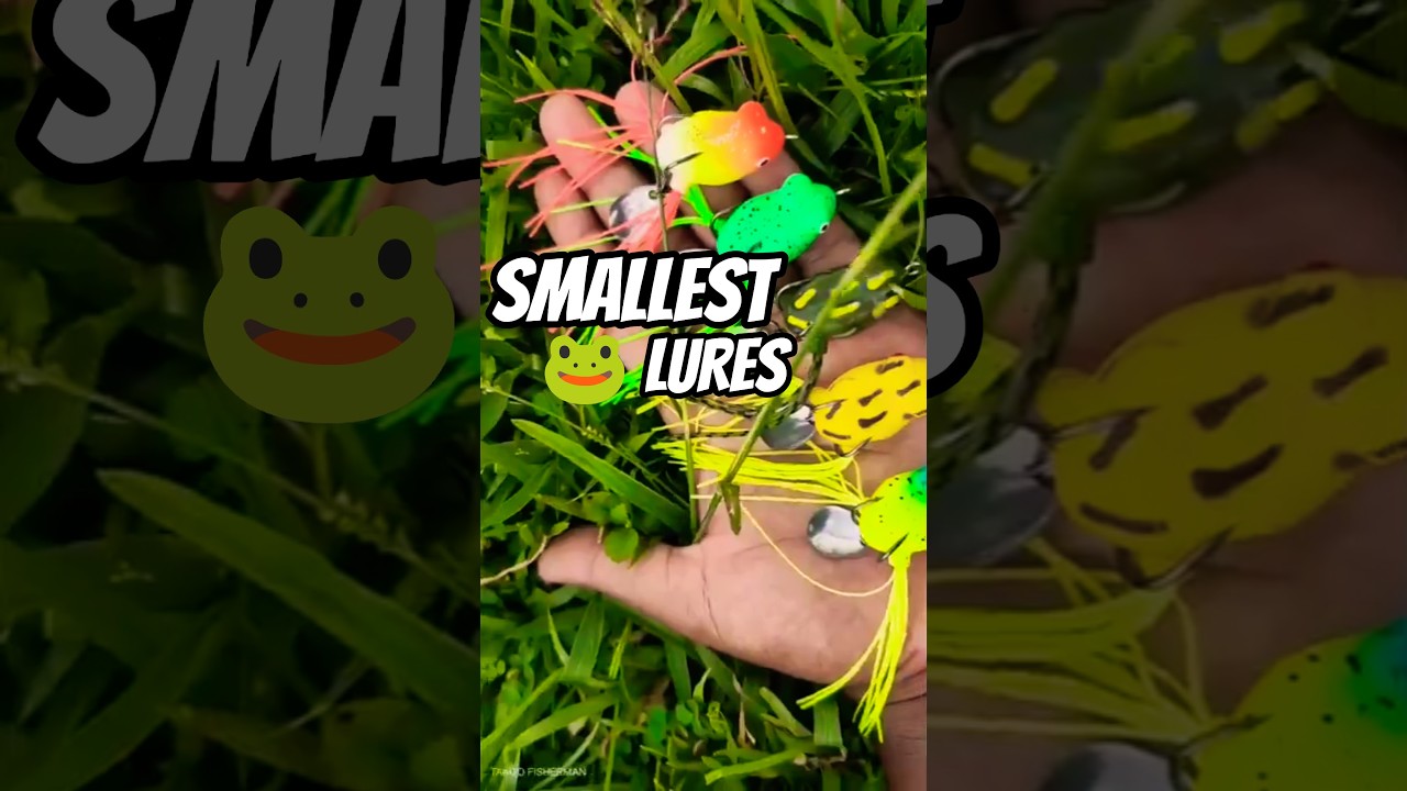 Tarito Predator Zone Test! Amazon’s Mini Frog Lure Hooks Giants 🐟🌊