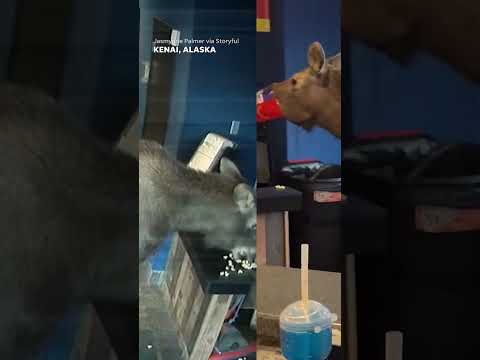 Wandering moose sneaks into matinee at Alaska movie theater #Shorts