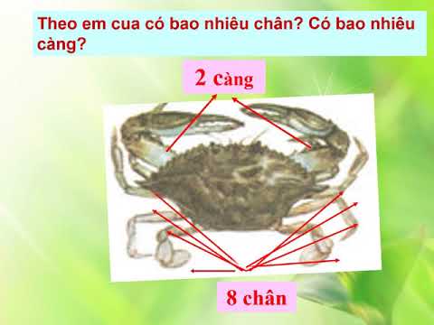 TNXH 3 Tuần 26 Bài tôm cua
