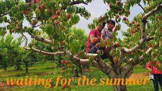 blackberry, cherry 🍒 peach 🍑 and blueberry picking NJ # last summer was awesome with my mom