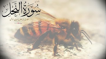 ما تيسر من سورة النحل بتلاوة خاشعة تأسر القلوب – صلاح الدين أوشن