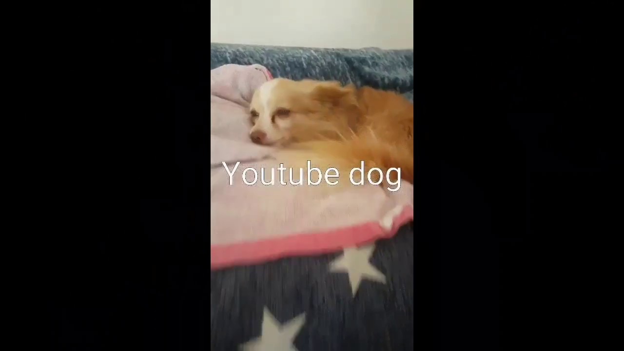 My first youtube dog