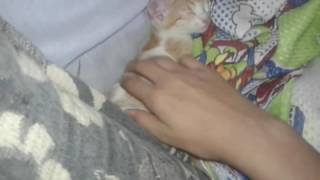 A gata não acorda.hahah