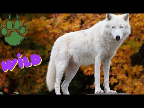 Wildlife Nature Animals// Wilde Tiere// VAHŞİ YABAN HAYVANLARI