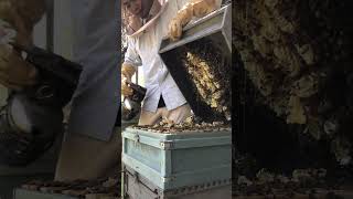 Fresh Raw Honey 🍯🐝 | Harvesting Process