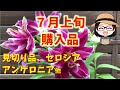 ７月購入品〇見切りの八重咲きユリ〇セロシア〇アンゲロニア〇アルテルナンテラ〇大輪複色ポーチュラカ〇パープルプリンス〇カンピーノ