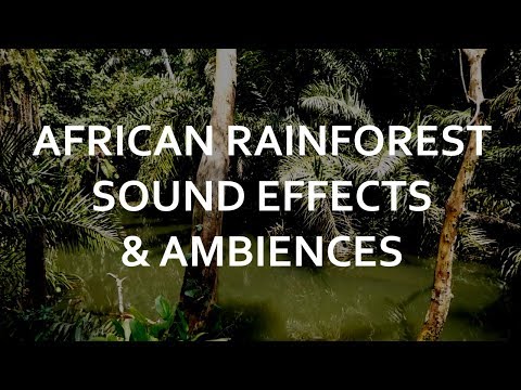 African Rainforest - real sounds of monkeys, birds and jungle wildlife