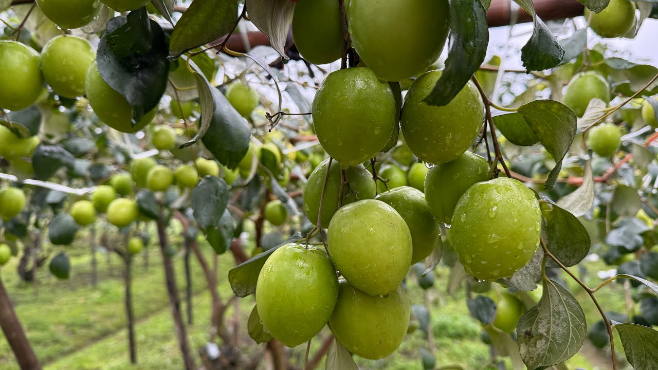 Một ngày thu 30- 40 triệu ￼đồng tiền táo trên vườn táo đại mật với 100 cây, cách hạn chế nồm quả