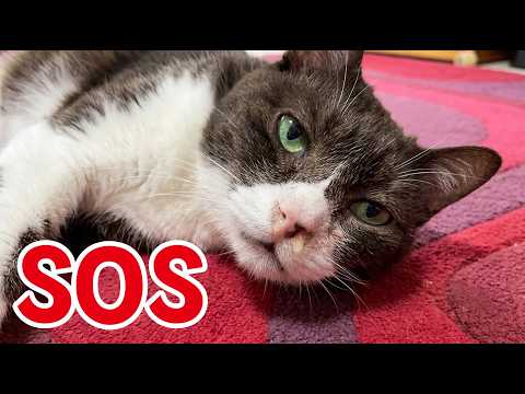 ねこ TERROR] Room Spiked to 93°F While My 16yo Sniffly Cat Was Home