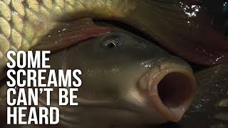 Do Fish Feel Pain? Some Screams Can't Be Heard Do Fish Feel Pain? Some Screams Can't Be Heard