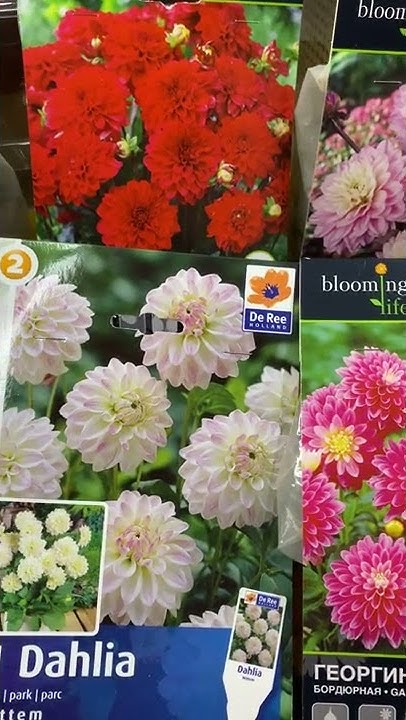 Бордюрные георгины - невысокие цветы, которые можно вырастить в кашпо # ...