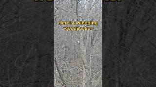 Sleeping woodpecker#chill #takeabreak #bird #woodpecker #reset