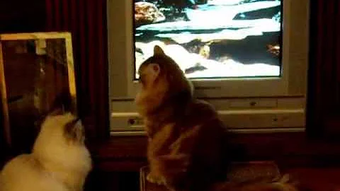Watch the video about Siberian kittens watch Cat TV