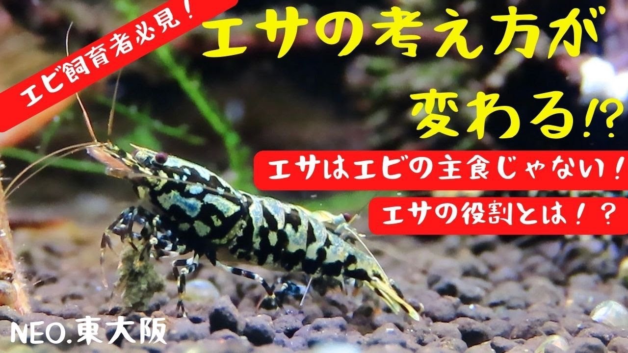 エビ飼育者必見！のエサについて考えが変わる！？
