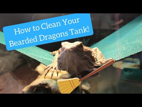 how-i-clean-my-bearded-dragons-tank!