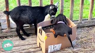 Timid Goat Had No Friends Until This Doxie Arrived | Cuddle Buddies