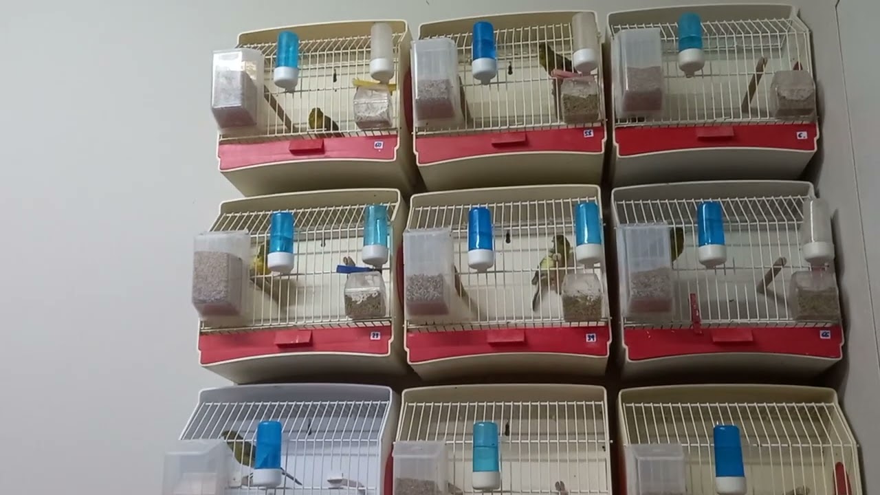 4 semanas y listos para escucharlos por lotes