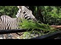 Милая зебра получила вкусняшку! Сказка. Ялта. Cute zebra got a yummy! Story. Yalta.