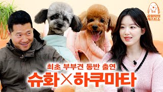 Hyungwook's 1st partnership proposal for (G)Idle Shuhua [Kang Hyung Wook's Dog Guest Show] EP. 25